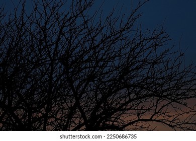 beautiful oklahoma sunset behind tree