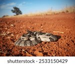 A beautiful Oklahoma timber rattlesnake