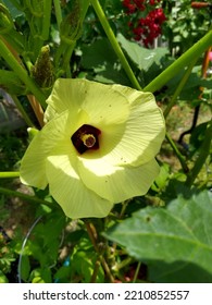 Beautiful Okra Flower Bud Opening