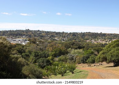 A Beautiful Old Blue Gum Tree In Majik Forest, Durbanville, South Africa.