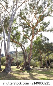 A Beautiful Old Blue Gum Tree In Majik Forest, Durbanville, South Africa.