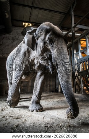 beautiful old elephant trapped in a cage
