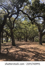 Charleston’s Beautiful Old Spanish Moss Oak Trees In Battery Park!