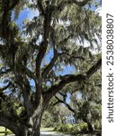 Beautiful and old tree closeup with spanish moss covering the tree and hanging down. Another tree in the background with an old colonial house hidden behind. Jekyll island travel photo.