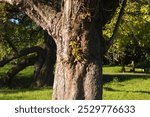 A beautiful old tree in the Seny park in Auderghem, Brussels,