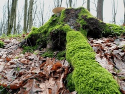 A Beautiful Old Tree Stump Is Covered With Green Moss On The Top Of Which Grows A Large Round Poisonous Tree Mushroom. Beautiful Forest Natural Backgrounds And Textures With Mushrooms And Green Mosses