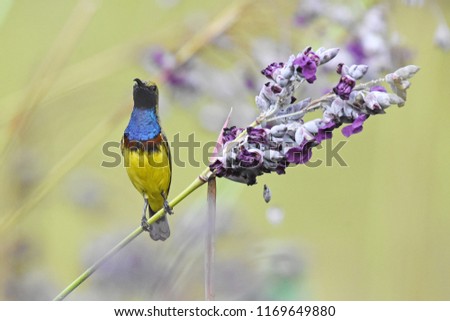 Beautiful Olive backed Sunbird with purple flowers