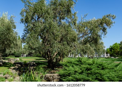 Beautiful olive trees (Olea europaea) in relic 200 year old olive grove in Aivazovsky landscape park (Park Paradise) in Partenit, Crimea  - Shutterstock ID 1612058779