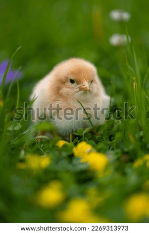 Beautiful one chick on natural background. Adorable yellow little chicken on green background