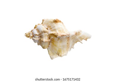 Beautiful One Hexaplex Trunculus Seashell Isolated On White Background