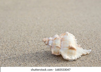 Beautiful One Hexaplex Trunculus Seashell On The Sand.space For Your Text.