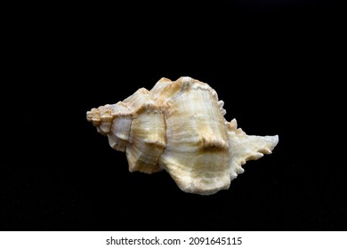 Beautiful One Hexaplex Trunculus Seashell Isolated On A Black Background 