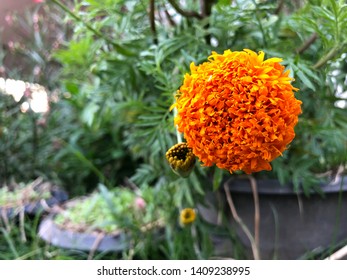 Beautiful one orange flower in farm background.Closeup of orange blossom in garden.Good environment in ecology concept.Nice flora in park backdrop.