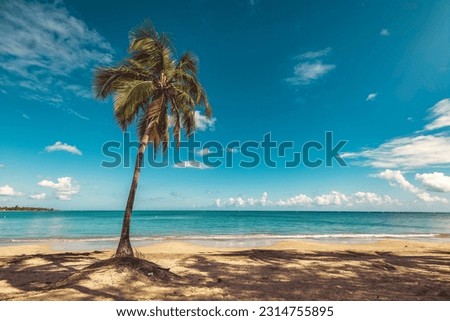 Beautiful one palm tree scene of the beach in Dorado, Puerto Rico.