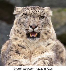 Beautiful One-eyed Snow Leopard, Or Ounce (Panthera Uncia) Closeup Portrait. Big Cat From The Himalayas, Isolated Against A Dark Background.