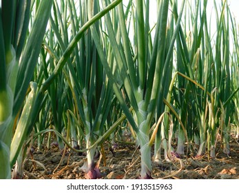 Beautiful onion plants on the farm.Green onions growing in the field. - Powered by Shutterstock