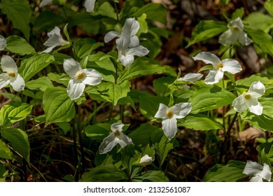 812 Trillium ontario Images, Stock Photos & Vectors | Shutterstock