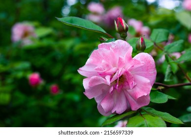 Beautiful open pink rosebud next to a closed buds on a bush in a blooming spring garden. Summer flowers in bloom on blurry green background with space for text. Floral postcard for congratulations.