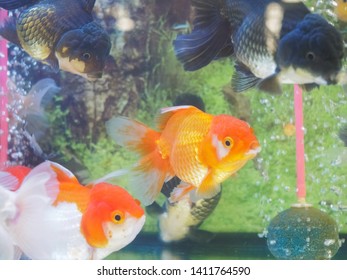 760+ Filter Aquarium Koki HD