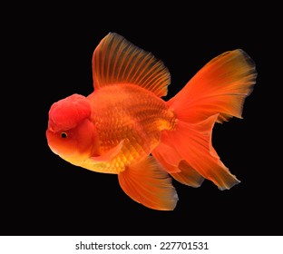 Goldfish Oranda Images Stock Photos Vectors Shutterstock