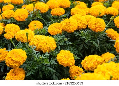 Beautiful orange african marigold flowers in ornamental garden