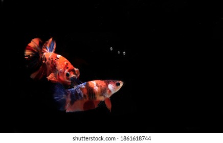 314 Betta fish couple Images, Stock Photos & Vectors | Shutterstock