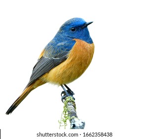 Beautiful orange bird with blue head calmly perching on thin mossy branch  isolated on white background, male of blue-fronted redstart