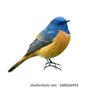 Beautiful orange bird with blue head isolated on white background showing its details from head face wings tails and feet, male of blue-fronted redstart