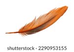 Beautiful orange bird feather isolated on white