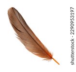 Beautiful orange bird feather isolated on white