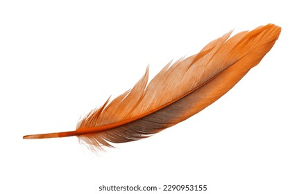 Beautiful orange bird feather isolated on white - Shutterstock ID 2290953155