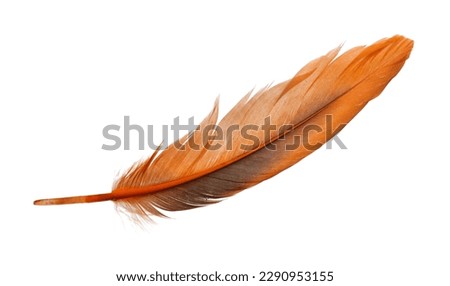Beautiful orange bird feather isolated on white