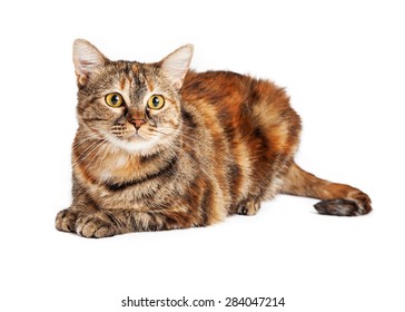 Beautiful Orange And Black Striped Cat Laying Down And Looking Forward. Isolated On White. 