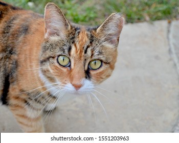 Beautiful orange, black and white  feral cat with a clipped  ear.  Close up.  Portrait. Copy space.
