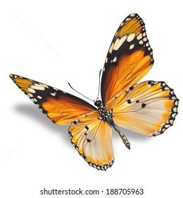 Beautiful Orange Butterfly Flying Isolated On White Background