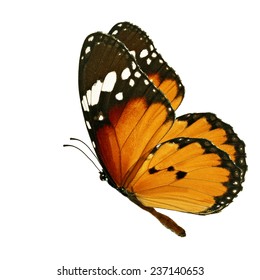 Beautiful Orange Butterfly Flying Isolated On White Background 