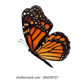 Beautiful Orange Butterfly Flying Isolated On Stock Photo 296239727 ...