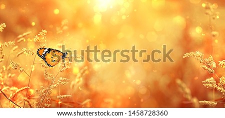 Beautiful orange butterfly on golden meadow grass, natural abstract background. rustic landscape, pastoral artistic image. Indian summer, autumn season. copy space. template for design