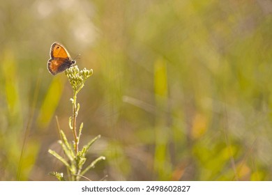 beautiful orange butterfly on green grass. A small delicate butterfly sits on top of a field grass. Sunny summer day in nature. Blurred yellow-green background, close-up, place for text - Powered by Shutterstock