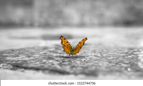 Beautiful Orange Butterfly Resting On The Ancient Floor Of The City Center
SPLASH EFFECT