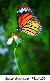 A beautiful orange butterfly resting on a white flower