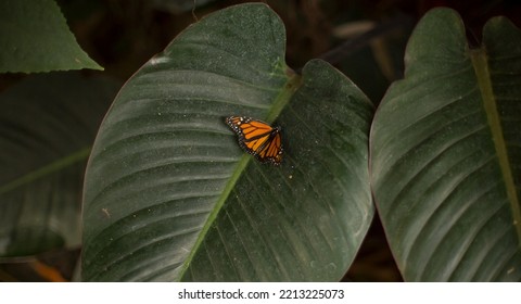 Beautiful orange butterfly sits on plant leaf.