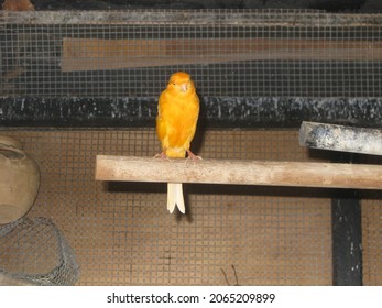 The Beautiful And Orange Canary