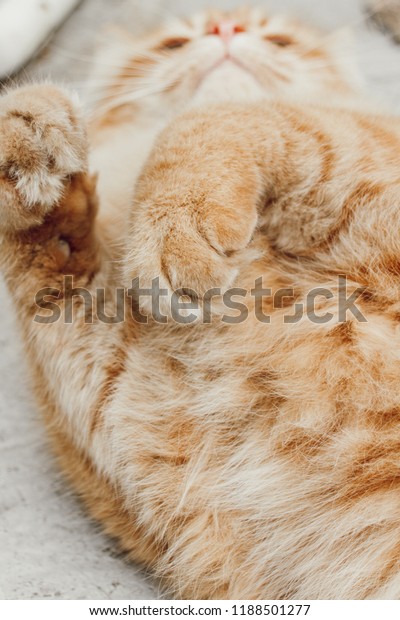 beautiful orange\
cat