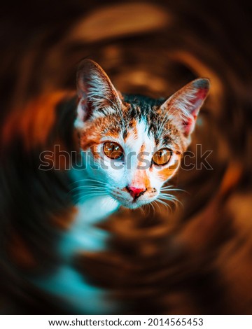 Similar – Image, Stock Photo Cat looks playfully into the camera