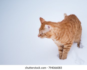 Hund Katze Maus Stock Photos Images Photography