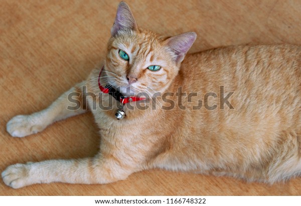 orange cat collar