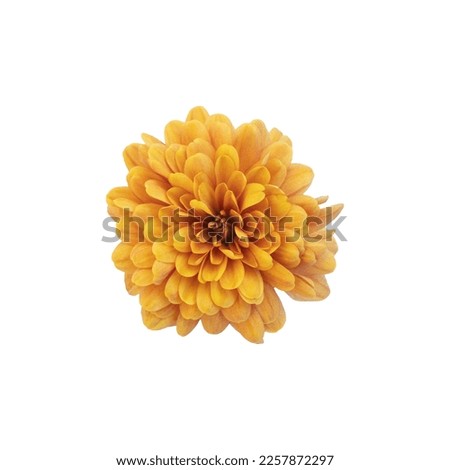 Beautiful orange chrysanthemum flower isolated on white background. Flat lay.