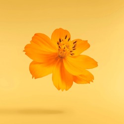 Beautiful Orange Cosmos Flower Falling In The Air Isolated On Yellow Background. Levitation Or Zero Gravity Flowers Conception. Creative Floral Layout. High Resolution Image