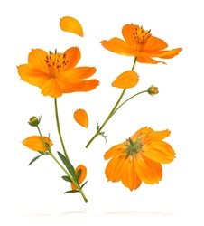 Beautiful Orange Cosmos Flower Falling In The Air Isolated On White Background. Levitation Or Zero Gravity Flowers Conception. Creative Floral Layout. High Resolution Image
